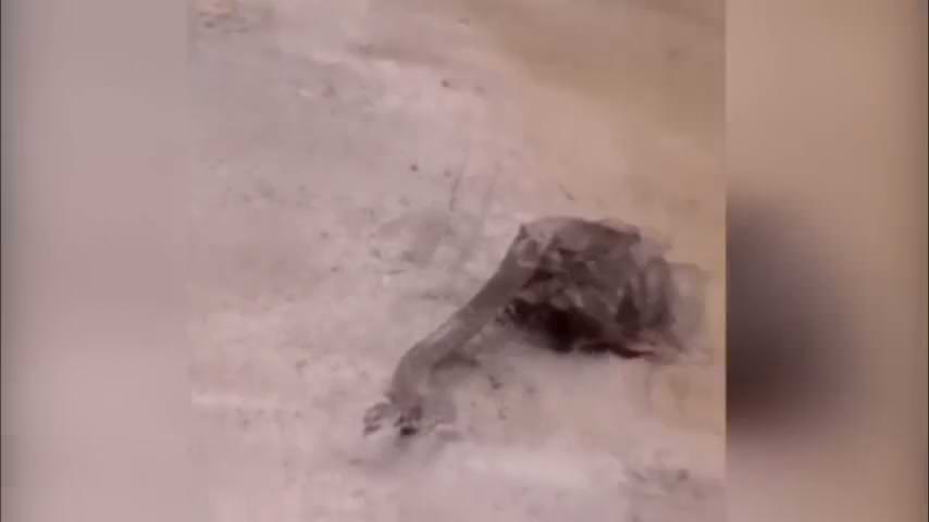 Yılanın, kurbağanın midesinde kediyle savaşı