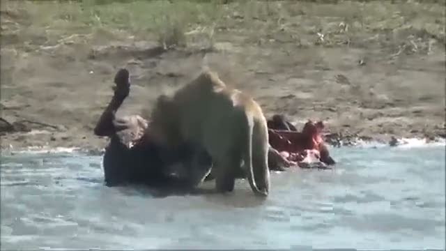 Anne bufalo karnındaki cenin, aslan yemeği oldu