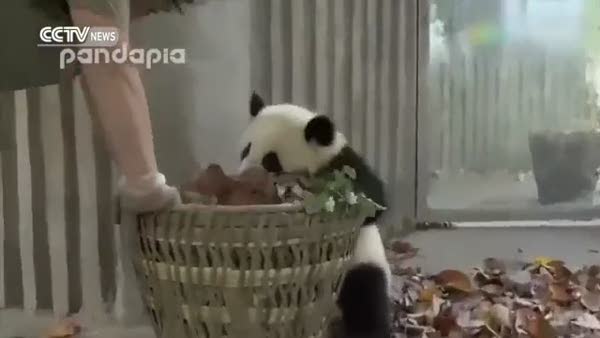 Sevimli panda bakıcısının temizlik yapmasına izin vermedi!