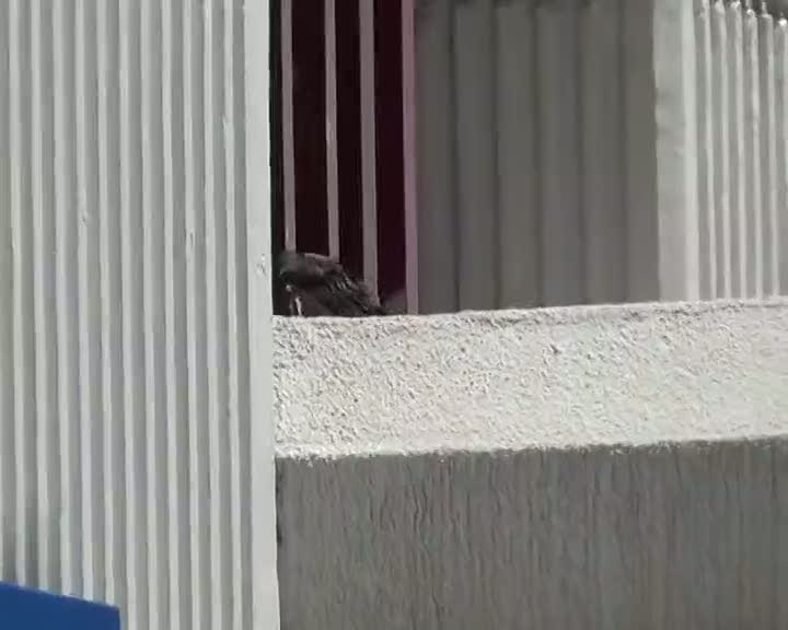 Yavrusu yuvadan düşen karga insanlara saldırdı!