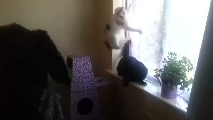 Köpek kostümüyle kedi korkutmak
