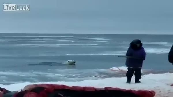 Aç kutup ayısı karaya çıkınca böyle vuruldu
