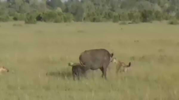 Yavrusu ile sırtlanlar arasında kalan anne buffalonun zor anlar