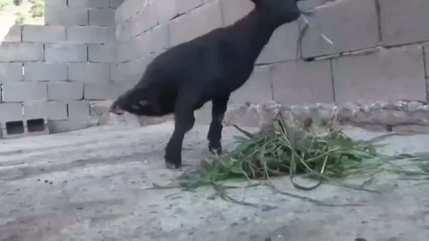 İki ayaklı keçi görenleri şaşırtıyor