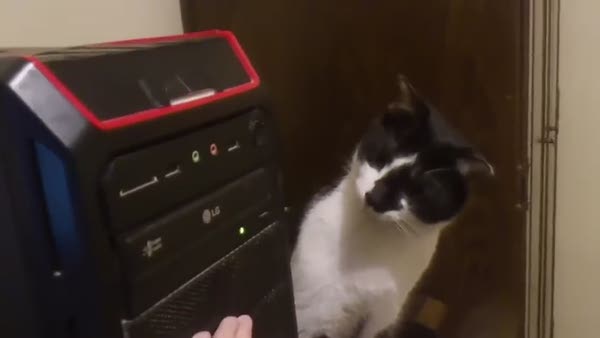 CD-rom gören masum kedi