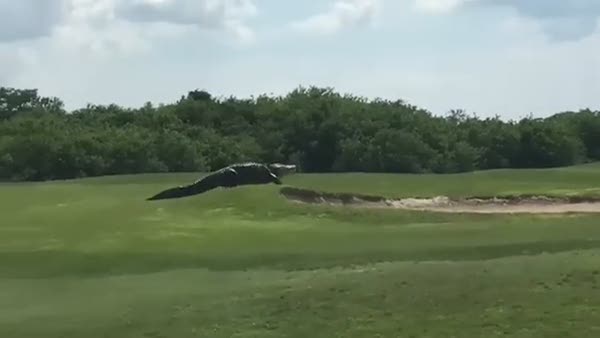Golf sahasında dolaşan dev timsah herkesi şaşırttı