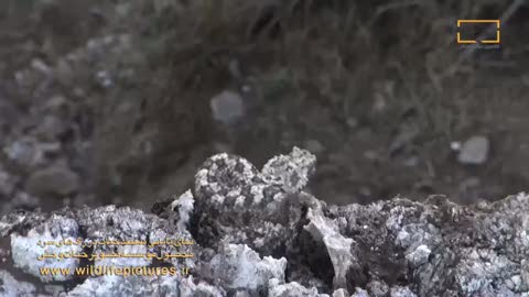 Avını örümcek taklidi yaparak yakalayan dünyanın en zeki yılanı