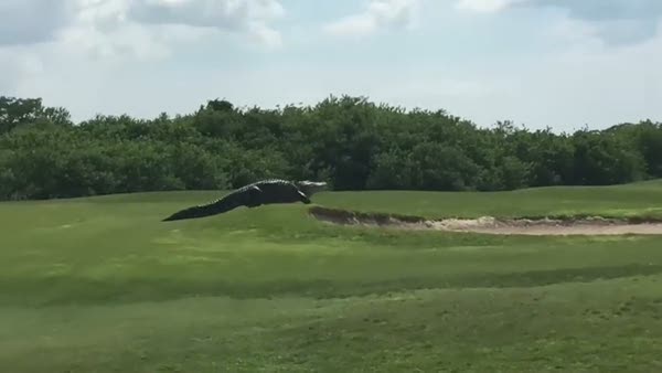 Golf sahasında dolaşan dev timsah!