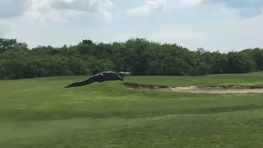 Golf sahasında dolaşan dev timsah
