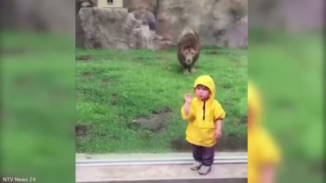 Aslan çocuğa böyle saldırdı