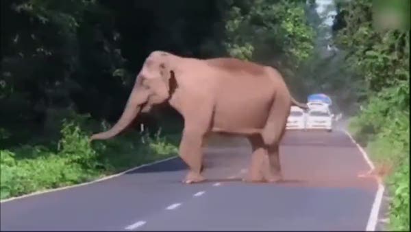 Ailesi için yol kesen fil