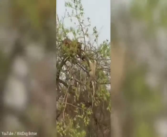 Aç kaplanın maymun imtihanı