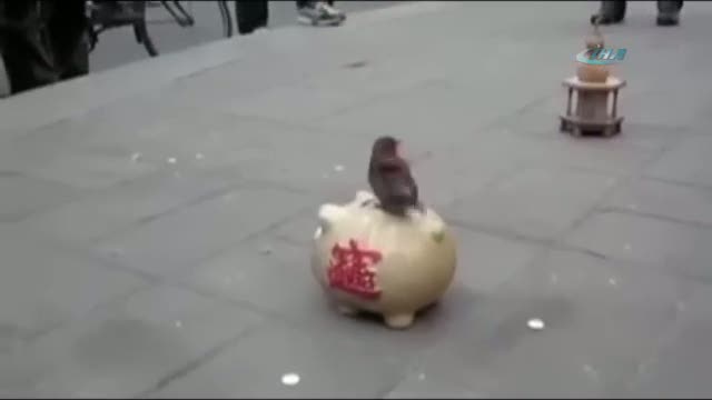 Gagasıyla para toplayıp kumbaraya atıyor