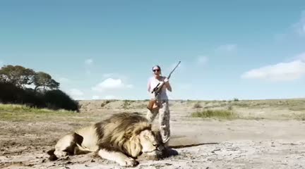 Ölü aslanın başında fotoğraf çekilirken...