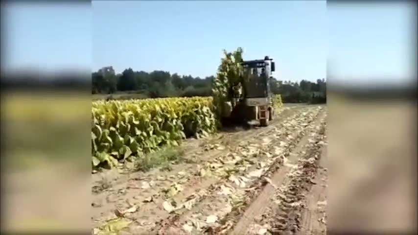 Tütün hasadı yapan makine