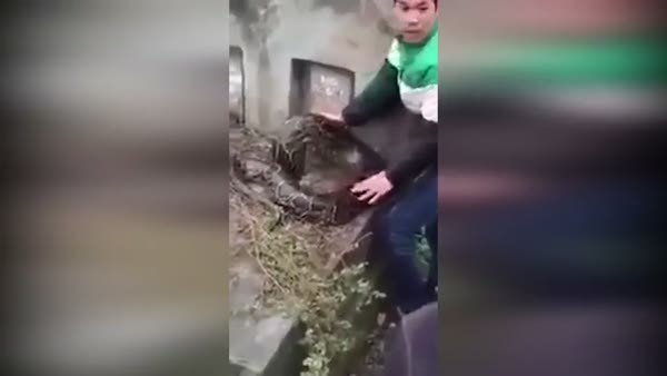 Mezara girmeye çalışan dev yılan!