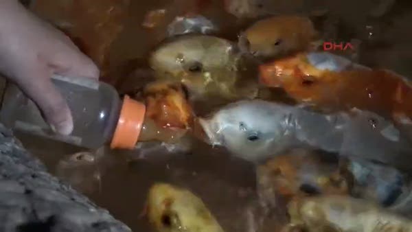 Antalya Balıklar akvaryumda biberonla besleniyor
