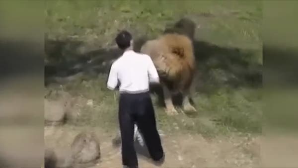 Kendine güvenen adam aslanların kurbanı oldu!