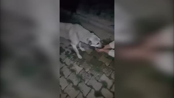 Susuz kalmış köpeğe, avucundan su içirdi