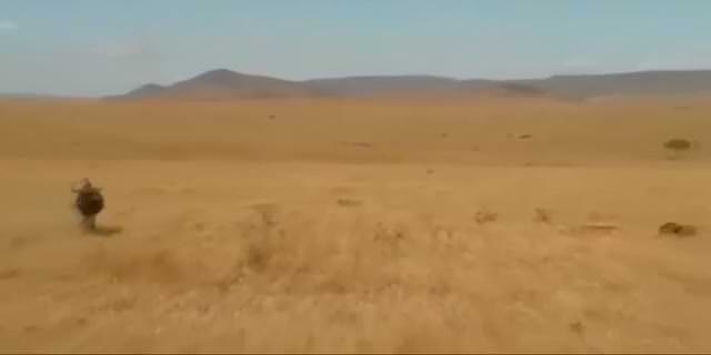 Avlanan aslan bunu beklemiyordu!