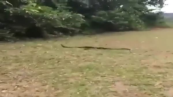 Çılgın kadın yılanı böyle yakaladı!