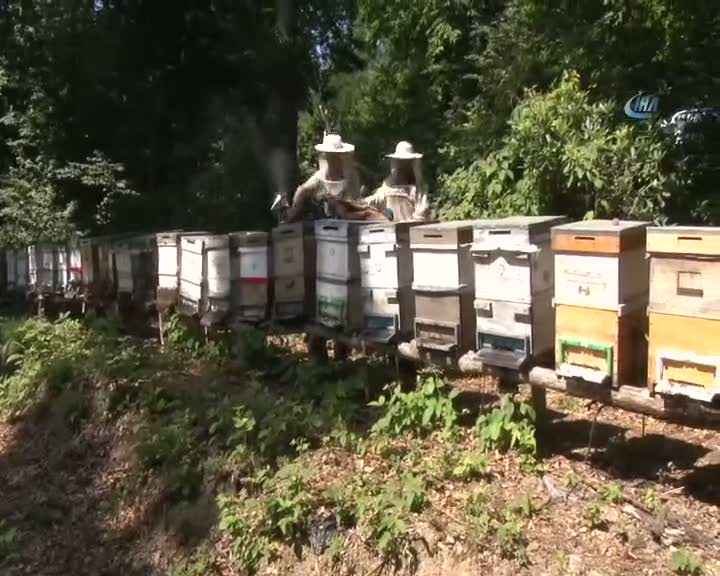 Kestane balı üreticileri bu sene umutlu