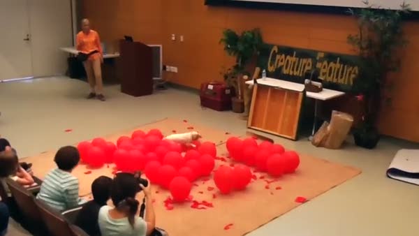 40 saniyeden kısa sürede 100 balonu patlatan köpek