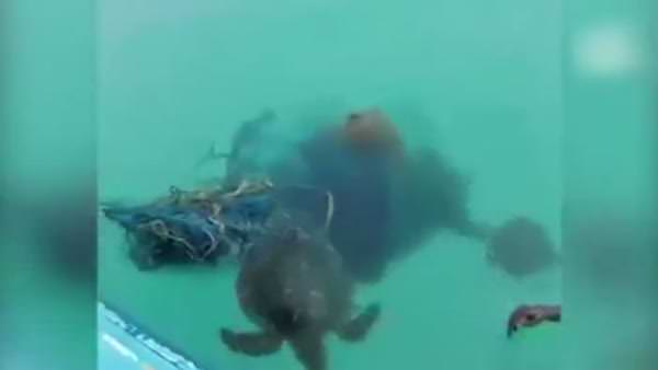 Deniz kaplumbağasını kurtarmak için seferber oldular