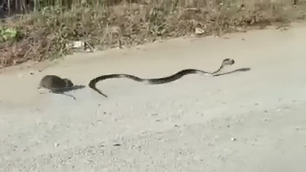 Yavrusuna saldıran yılanı pişman etti
