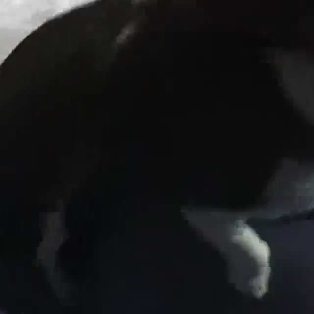 Hande Yener köpeğini buldu