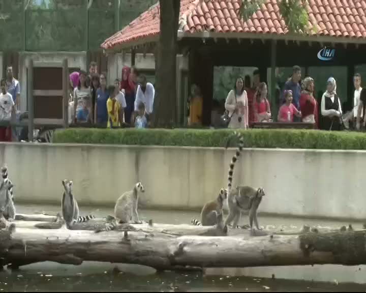 Lemurların yavru sevinci