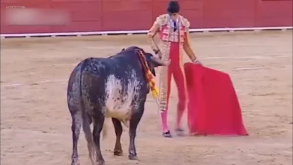 Boğa matadoru öldürdü