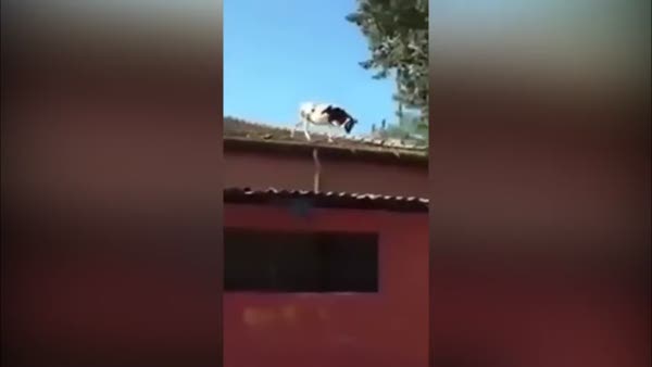 Adana'da çatıdan çatıya atlayan inek