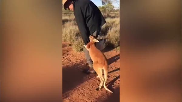 Adamı bir türlü bırakmayan yavru kanguru