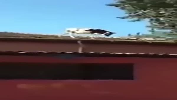 Adana'da çatıdan çatıya atlayan inek