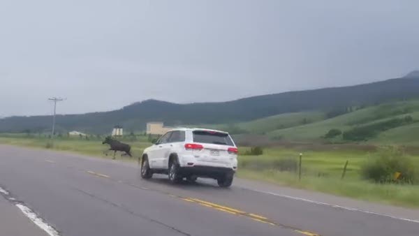 Aracın çarptığı geyik metrelerce havaya uçtu