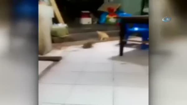 Dev fareler birbirine girdi, kediyse böyle izledi