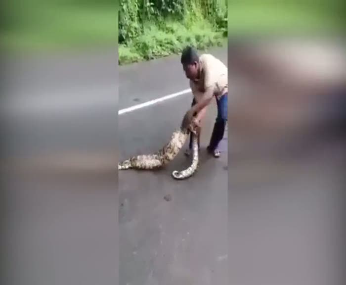 Yılanı kusturup ne yediğini öğrendi!