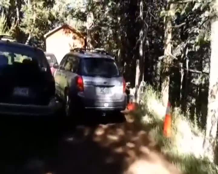 Kendini bagaja kilitleyen ayı arabayı paramparça etti