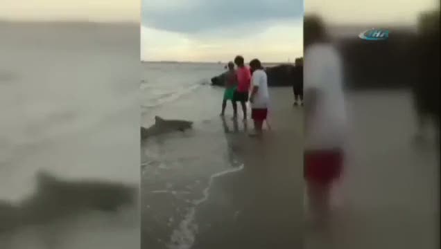 Oltaya köpekbalığı takıldı