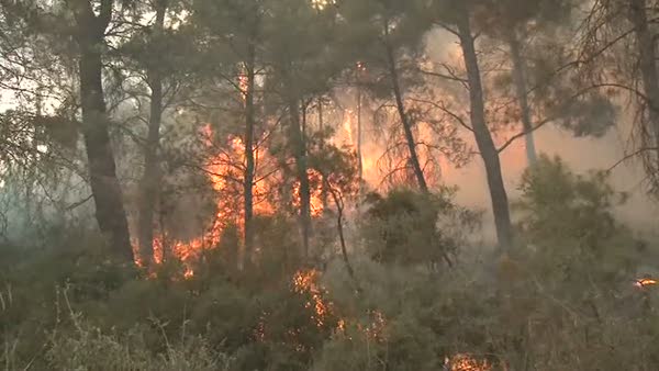 İki ilçede yakılan mangallar ormanları kül etti