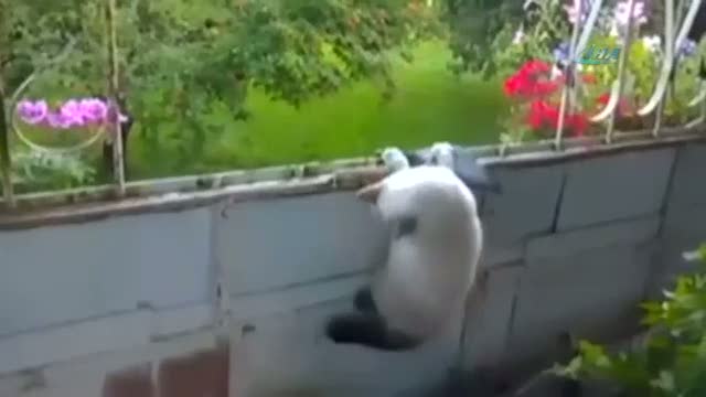 Avını kaçıran kedi hüsrana uğradı