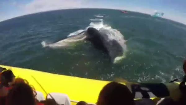 Dev balina turistleri böyle korkuttu