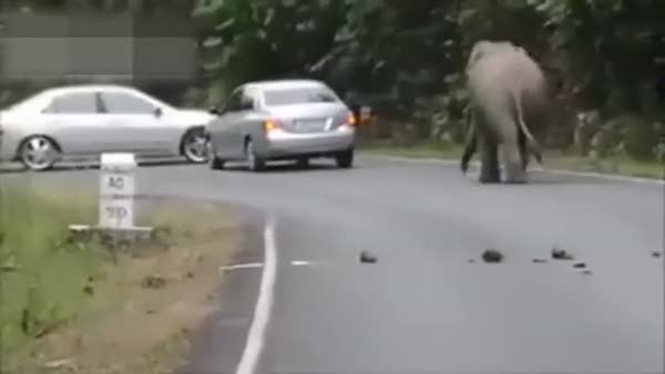 Fil otomobili hurdaya çıkardı