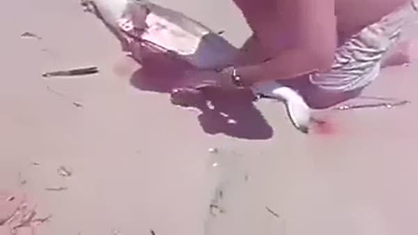 Ölü köpekbalığının karnındaki yavruları böyle çıkardı