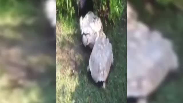 Kaplumbağa dostluğun değerini böyle gösterdi