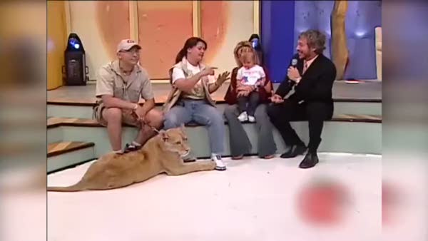 Canlı yayında aslan çocuğa saldırdı!