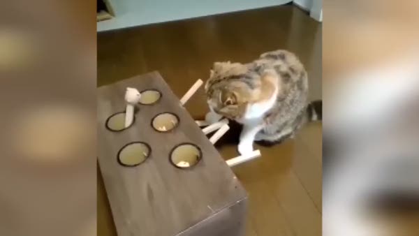Oyun oynayan kedinin kendini yenme çabası