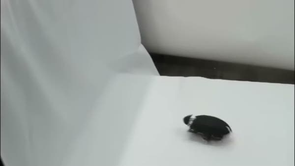 Robot hamamböceği 1,5 metre zıplıyor