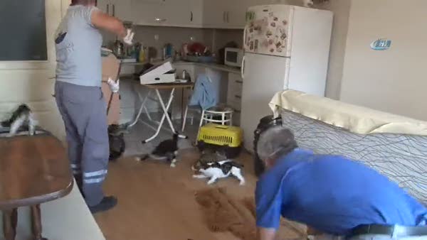 Çöp evde çekyatı açınca etrafa onlarca kedi saçıldı